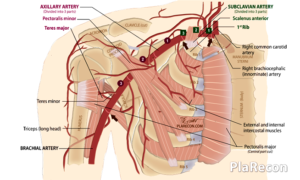 Axillary Artery Anatomy Parts Branches Mnemonic