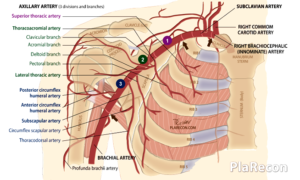 Axillary Artery- Anatomy, Parts, Branches [Mnemonic]