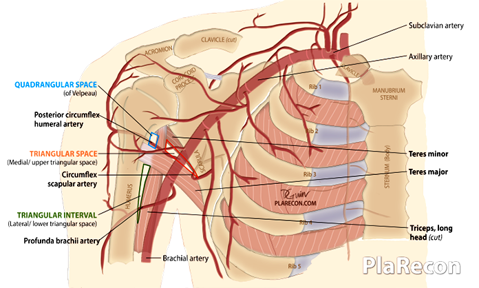 Anatomy practical: Triangular Space (Medial axillary foramen